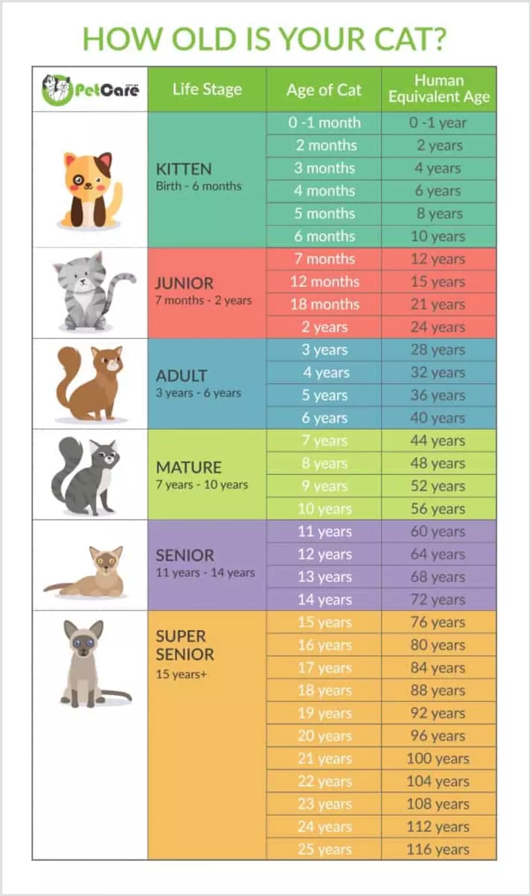 Infografik: Tabel perbandingan usia kucing dan manusia 
