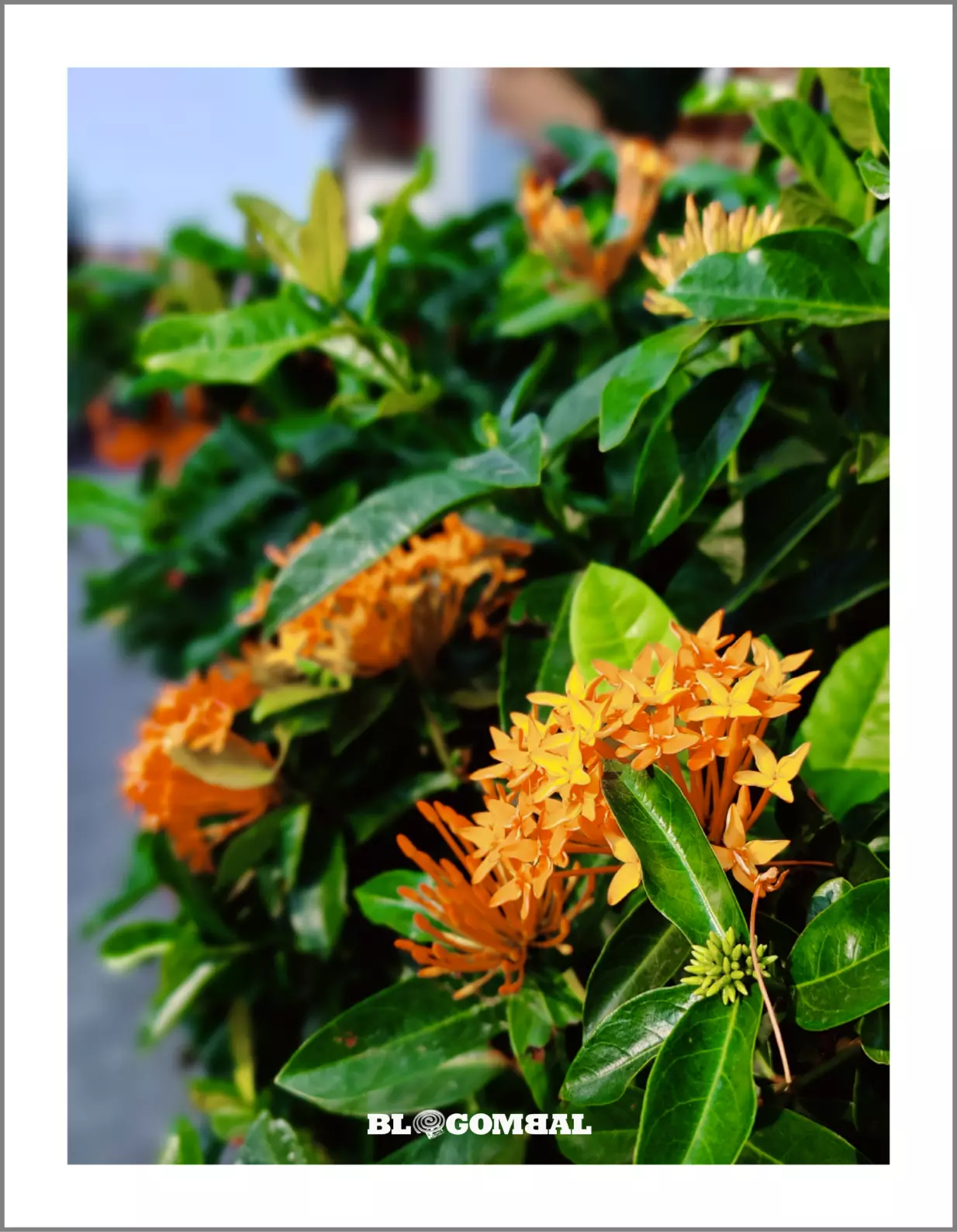Scarlet jungleflame, Jungle geranium Ixora coccinea, Kembang soka