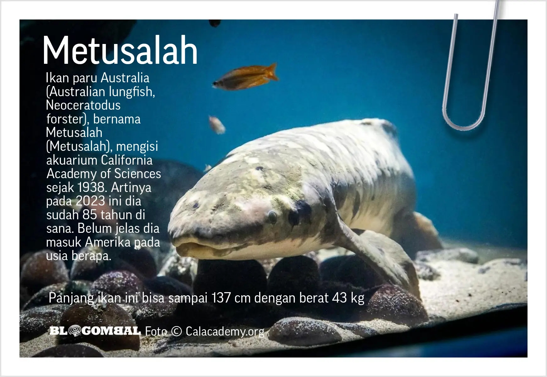 Ikan paru (lungfish, dipnoi, Neoceratodus forsteri)
