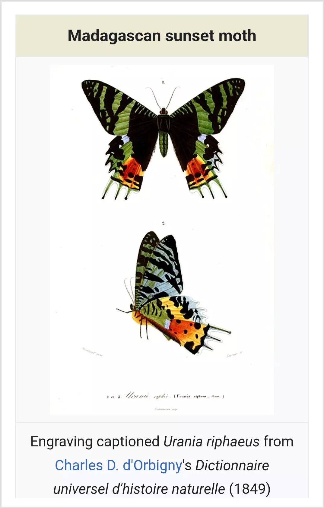 Chrysiridia rhipheus, atau Madagascan sunset moth