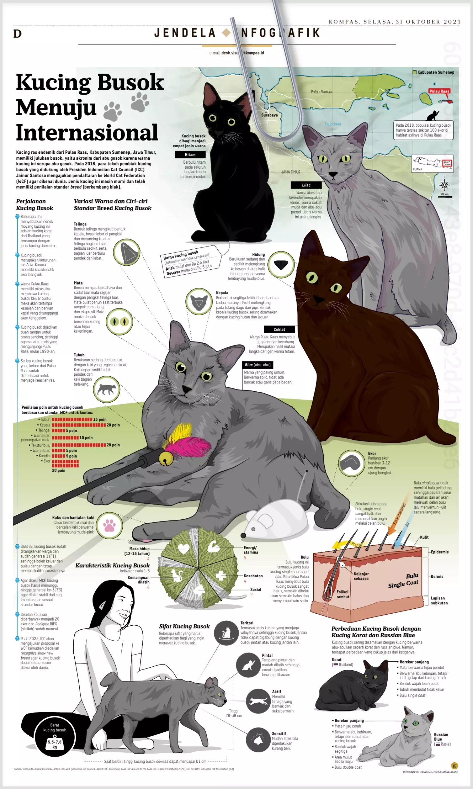 Infografik: Kucing cakep busok dari Madura 