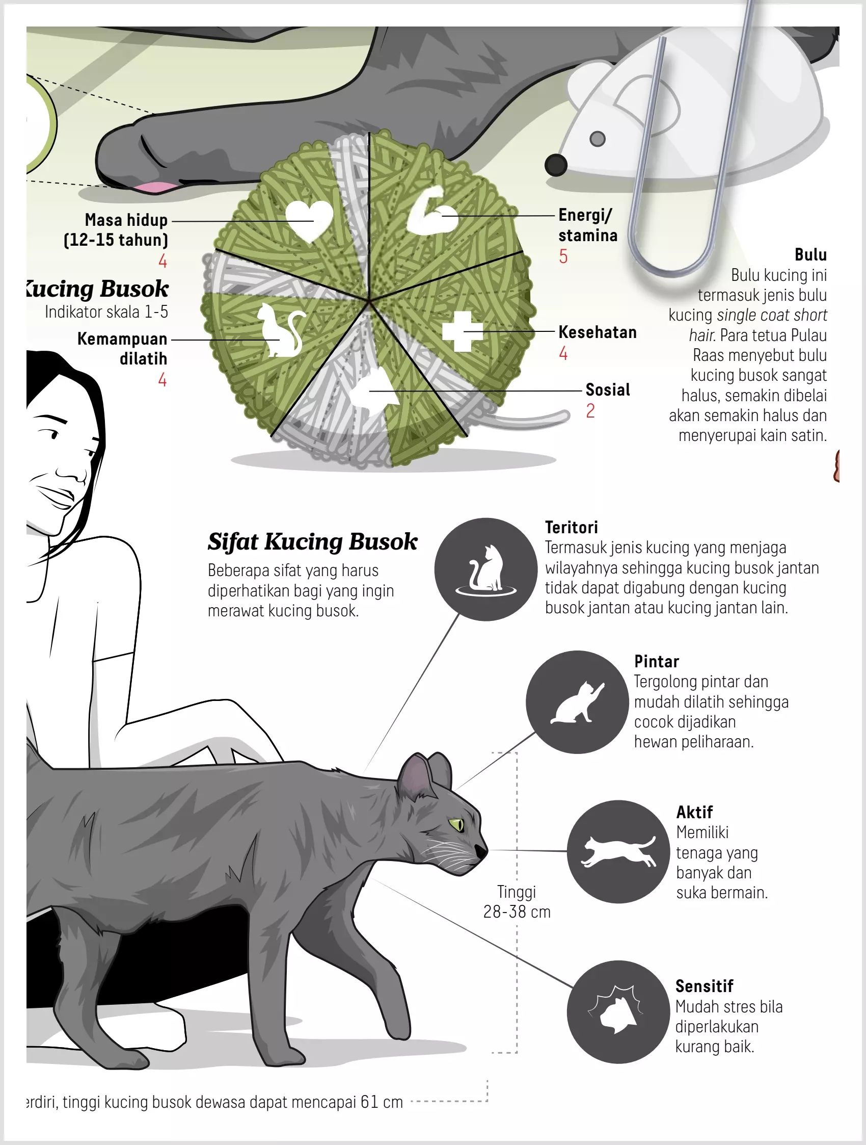 Infografik: Kucing cakep busok dari Madura 